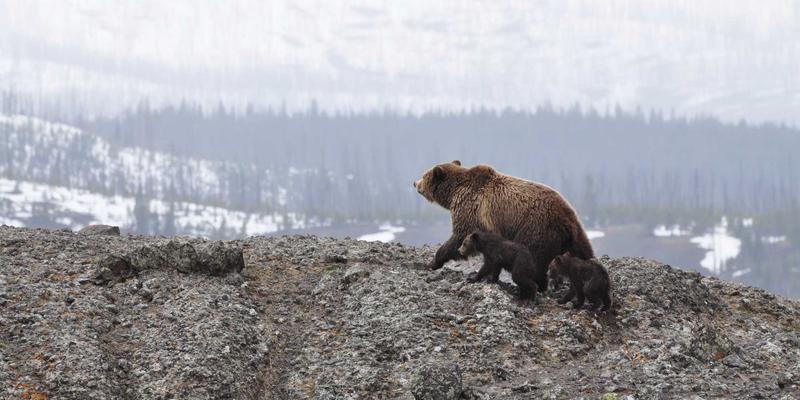 上市公司并购重组法律尽职调查核心要点与常见风险规避策略——资深法律顾问的专业解析