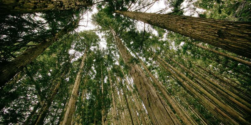 企业如何应对商标与专利恶意抢注与侵权诉讼？在线律师提供专业法律服务指南