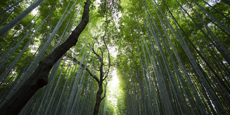 律师在线与法律文书服务:51法律网如何重塑现代法律咨询模式