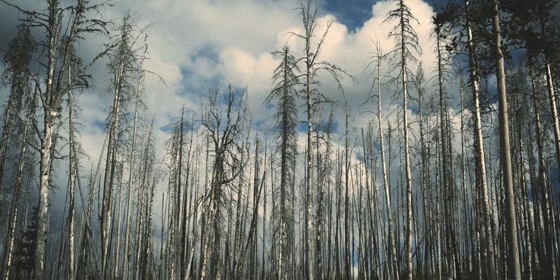 法律咨询30：如何高效获取律师在线服务与法律文书支持