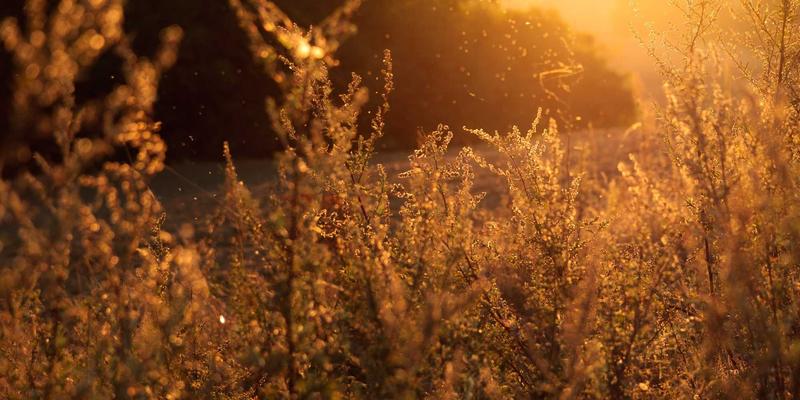 法律咨询全攻略:如何高效获取专业法律服务与在线律师顾问