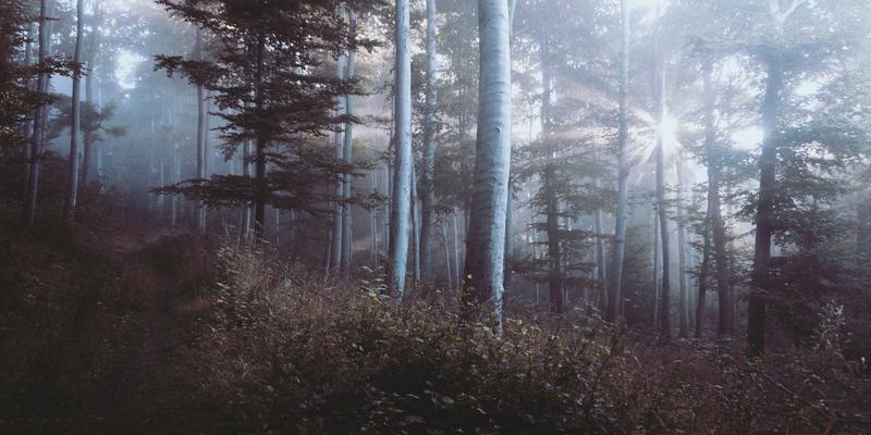 法律咨询指南:如何通过专业法律服务解决常见法律问题